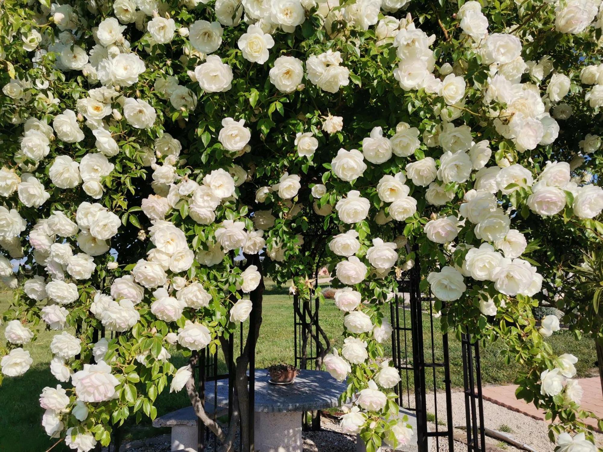Gite En Provence "Rose" Modene Exteriér fotografie